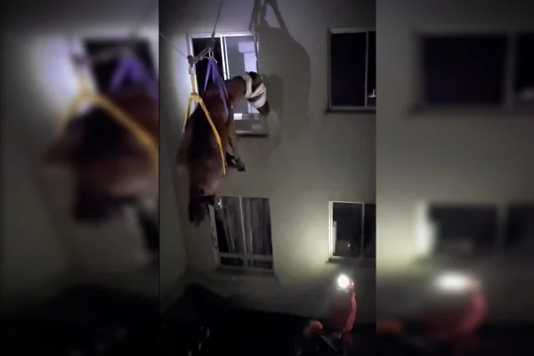 Imagem colorida de égua resgatada pelos bombeiros - Metrópoles