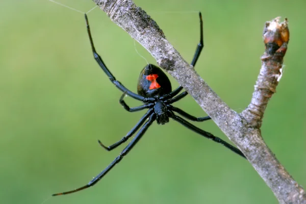 Imagem colorida de espécie da aranha viúva-negra-Metrópoles