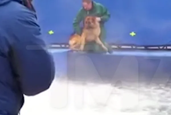 Produtora cinematográfica rebate acusações de maus tratos em cachorros