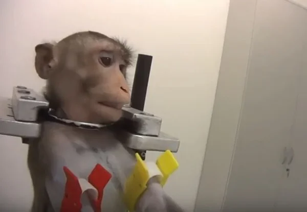 Vídeo: animais são torturados no “laboratório do horror”