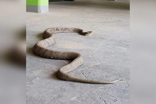 Jararaca com tamanho raro é capturada em Jaraguá do Sul: "Animal muito grande"