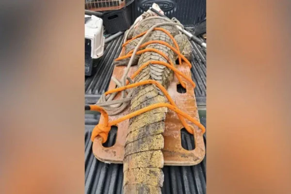 Jacaré, cobras e tamanduás “invadem” Carnaval em Santa Catarina