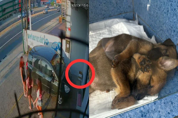 Meninas foram flagradas pelas câmeras de segurança ao abandonarem os filhotes. Funcionário da clínica disse que um dos cachorros foi adotado - Metrópoles