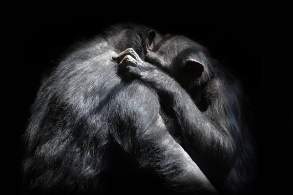 Imagem colorida de dois chimpanzés se abaraçando - Metrópoles