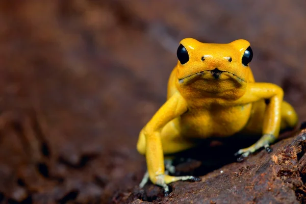 Imagem colorida de um sapo-dardo-dourado - Metrópoles