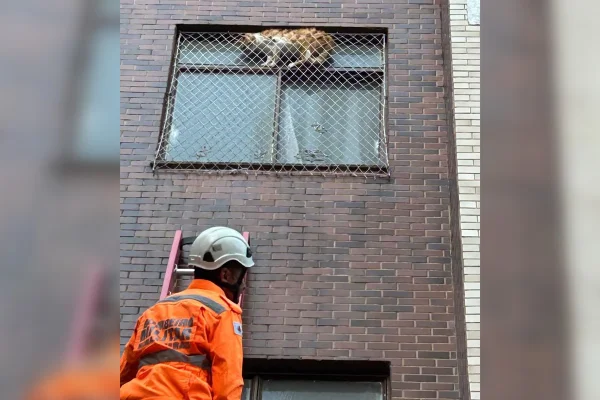 Imagem colorida mostra gato resgatado do lado de fora de janela - Metrópoles
