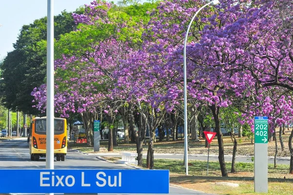 Preparem as câmeras: floradas de ipês em Brasília começam neste mês