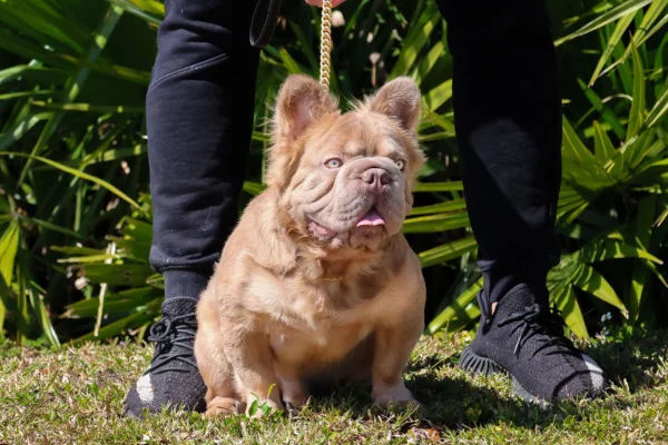 Foto colorida de um cachorro de pelagem marrom - Metrópoles