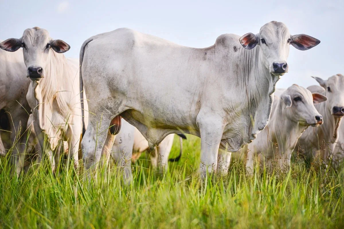 O bloco suspendeu, no início de setembro, as importações de produtos de origem animal do Brasil após identificar falhas nas garantias sobre o uso de antibióticos proibidos na UE O bloco suspendeu, no início de setembro, as importações de produtos de origem animal do Brasil após identificar falhas nas garantias sobre o uso de antibióticos proibidos na UE