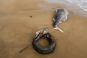 Dead fish found in South Carolina with a tire stuck in its beak Dead fish found in South Carolina with a tire stuck in its beak