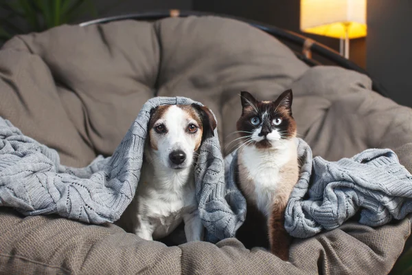 4 cuidados que todo tutor deve ter com os pets no inverno