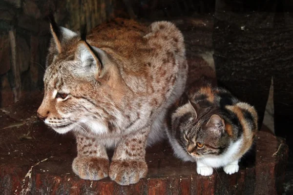 Fotos: Lince adota gatinho vira-lata em zoológico da Rússia