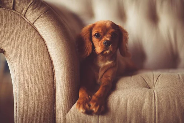 Seis dicas para tirar cheiro de cachorro do sofá