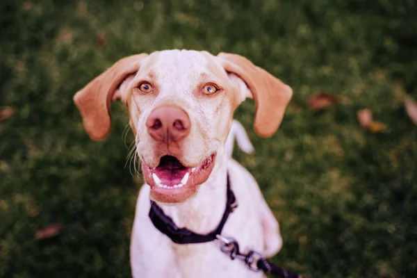 Como passear com um cão que late para tudo? Veja essas dicas