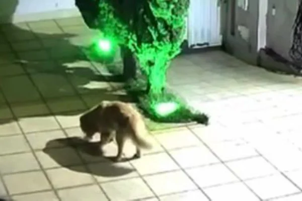 Vizinha joga comida envenenada para cachorro após briga com tutores