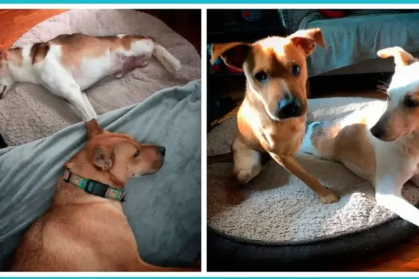cachorros de duas patas