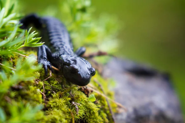 Imagem colorida de uma salamandra alpina - Metrópoles