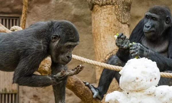 Gorilla com Covid-19 no Prague Zoo