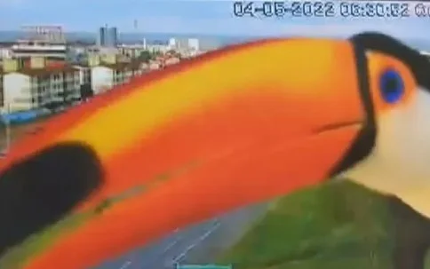Tucano pousa em frente a câmera de monitoramento de rodovia em Valparaíso de Goiás