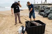 Dead fish found in South Carolina with a tire stuck in its beak