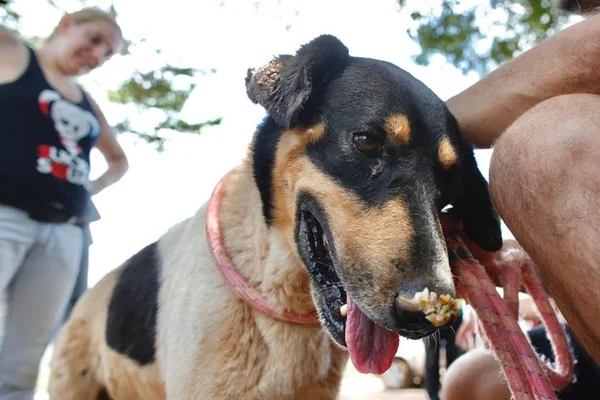 Vale faz adoção virtual de animais resgatados após tragédia em Brumadinho
