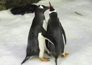 ONG encontra ao menos 70 pinguins mortos em praias de Santa Catarina - imagem 3