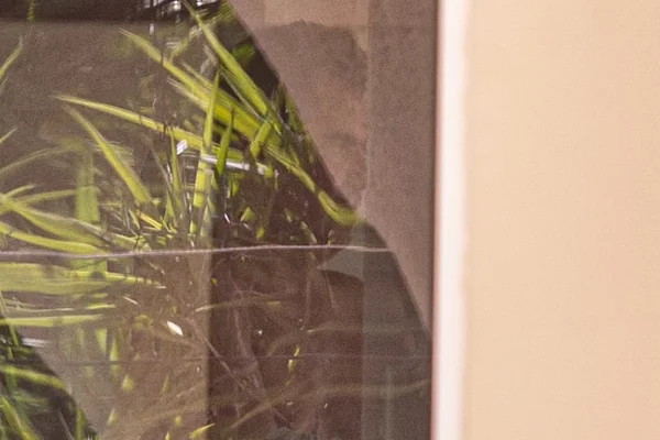 Senador Ciro Nogueira em casa, em Brasília