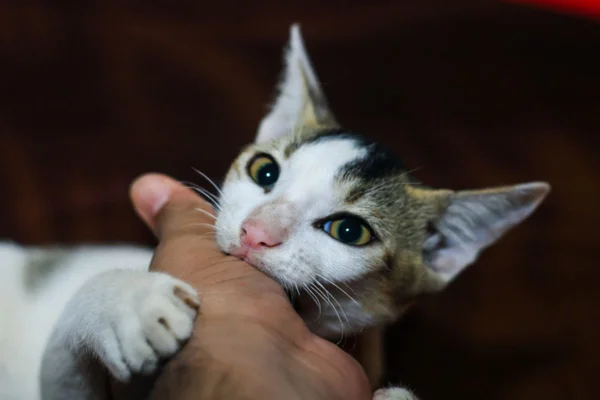 Imagem colorida de gato mordendo a mão de uma pessoa