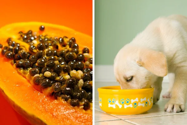 foto colorida de um mamão à esquerda e um cachorro à direita
