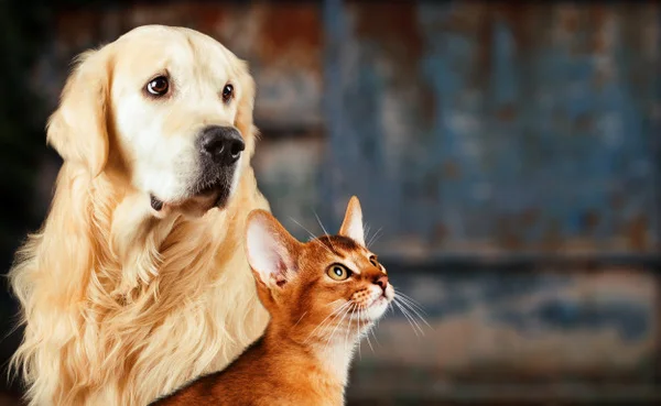 Gato e cachorro