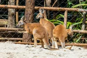 Zoo SP vira lar de cangurus-vermelhos no mês em que completa 68 anos