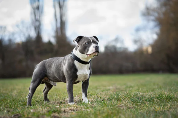 foto colorida pit-bull