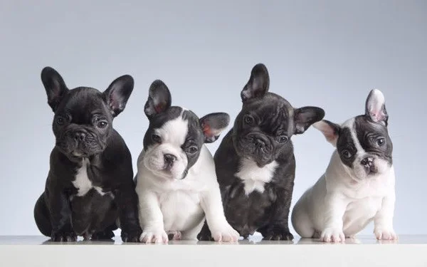 Conheça 16 raças de cachorros pequenos perfeitas para quem mora em apê