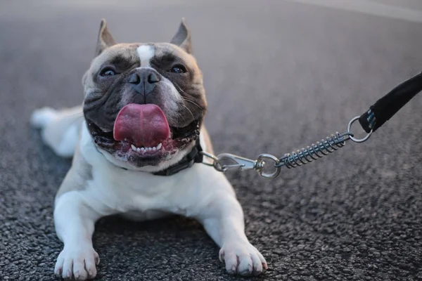 Guia das coleiras: qual é a ideal para o seu cachorro?
