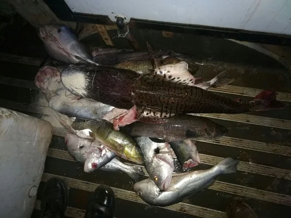 Polícia Militar apreende 130 quilos de peixe irregular