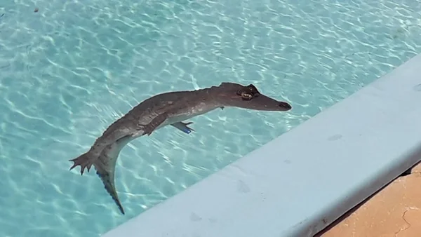 Jacaré é flagrado nadando em piscina de casa no Park Way