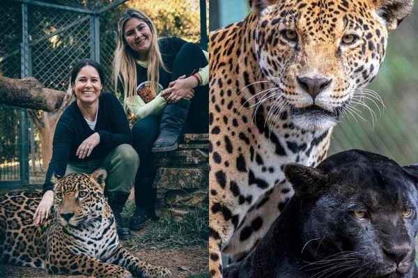 Conheça o NEX, um refúgio de onças a 80 km do DF aberto a visitação
