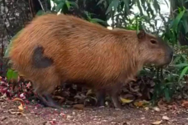 Projeto visa combater transmissão da febre maculosa, reduzindo nascimento de filhotes. Capivaras esterilizadas foram marcadas com "tatuagem" - Metrópoles