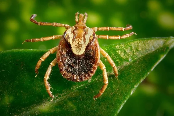 Febre maculosa: saiba o que fazer se for picado por carrapato