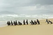 ONG encontra ao menos 70 pinguins mortos em praias de Santa Catarina - imagem 2