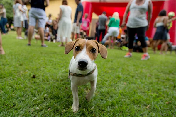 Suíça proíbe a venda e importação de cosméticos testados em animais
