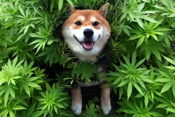 cachorro e maconha
