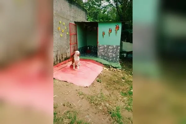 Cachorro na frente da casinha construída pela tutora