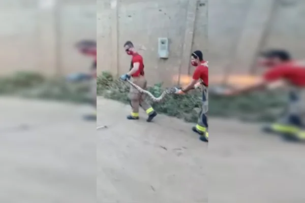 Jiboia de 15 kg é encontrada ao lado de residência na Paraíba