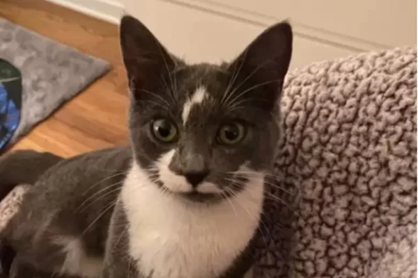 Gato com mancha em forma de raio na testa