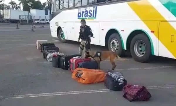 PRF apreende 15 quilos de maconha em ônibus da Transbrasil