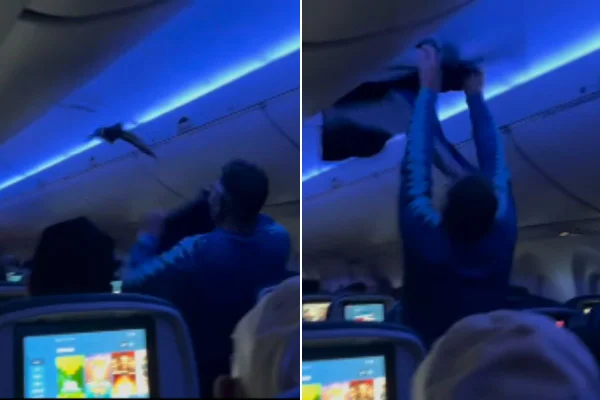 Montagem com fotos coloridas de passageiro tentando capturar pombo que invadiu voo - Metrópoles