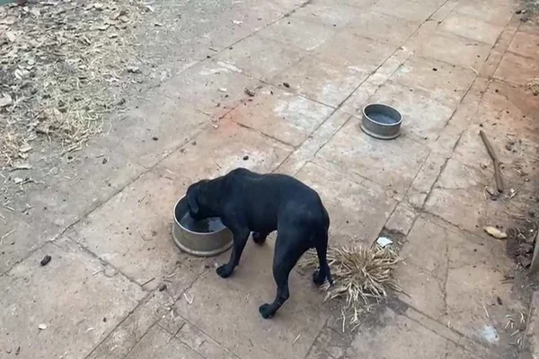 cachorro preto pequeno bebendo água