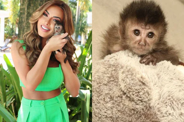 Veja como viviam macacos de Nicole Bahls apreendidos pela PF