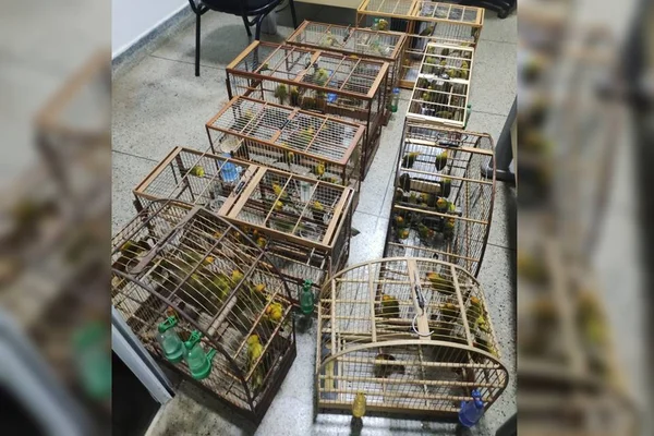 Canários apreendidos em ação da PCDF